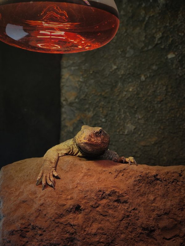 Spike the lizard resting on a rock under a red heat lamp
